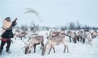  ?? NADIA SHIRA COHEN THE NEW YORK TIMES FILE PHOTO ?? Jovsset Ante Sara feeds his reindeer in Kautokeino, Norway. The limits imposed on his herd have been devastatin­g, he says.