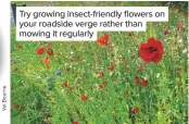  ??  ?? Try growing insect-friendly flowers on your roadside verge rather than mowing it regularly