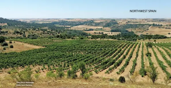  ?? ?? Toro: Finca Volvoreta vines, near Zamora