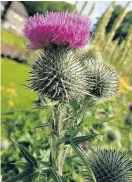  ??  ?? Thistle Sean Donnachie won the Under-18s nature prize