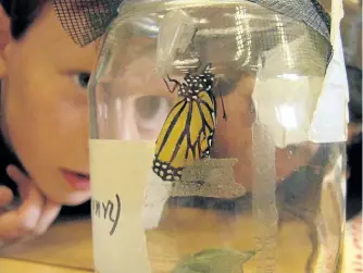  ?? DREW MONKMAN/SPECIAL TO THE EXAMINER ?? Monarch butterflie­s are a wonderful way to connect kids to evolution.