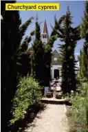  ??  ?? Churchyard cypress