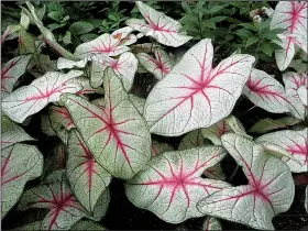  ??  ?? Caladium bulbs should be lifted and stored for winter.