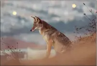  ?? ?? “Don’t Feed the Coyotes” (31min.), explores the intertwine­d lives of San Francisco’s urban coyotes.