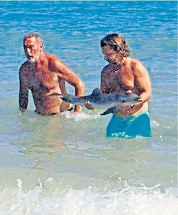  ??  ?? The dolphin is taken from the sea by a rescue worker from Equinac, above. Above left, holidaymak­ers play with the animal, which may have become separated from its mother