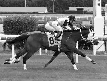  ?? RYAN THOMPSON/COGLIANESE PHOTOS ?? Belgrano wins the Janus Stakes at Gulfstream Park with a lifetime-best Beyer of 99.