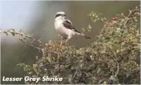  ??  ?? Lesser Grey Shrike