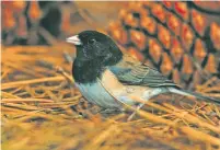  ?? COURTESY PHOTO ?? A dark-eyed junco. With cooler weather, the birds are now in the Santa Fe area.