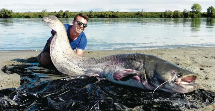  ?? Fotos: Max Intrisano ?? Alles, was Tobias Oppacher will, ist ein Erinnerung­sfoto mit dem 2,20 Meter langen Waller. Dann darf der Fisch zurück ins Wasser.