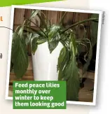  ??  ?? Feed peace lilies monthly over winter to keep them looking good