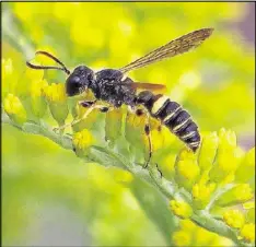  ?? WIKIPEDIA / PUBLIC DOMAIN ?? A wasp visits a goldenrod flower. Native goldenrod species attract dozens of native insects that, in turn, provide food for other native insects, birds and other animals.