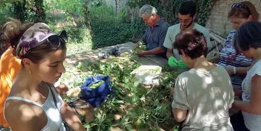  ??  ?? I volontari dell’associazio ne «Le Mura» mentre raccolgono e conservano il primo luppolo nato sotto le mura medievali di Siena