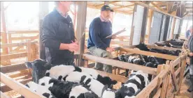  ??  ?? These older white-faced bull calves from Kiritaki Stream Farms reached $310/head on Monday.