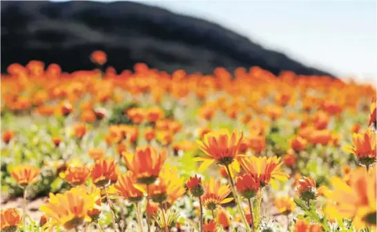  ??  ?? Orange daisies at No Heep near Kamieskroo­n open to meet the new day.