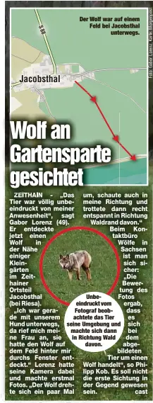  ??  ?? Der Wolf war auf einem Feld bei Jacobsthal­unterwegs.Unbe- eindruckt vom Fotograf beob- achtete das Tier seine Umgebung und machte sich dann in Richtung Walddavon.