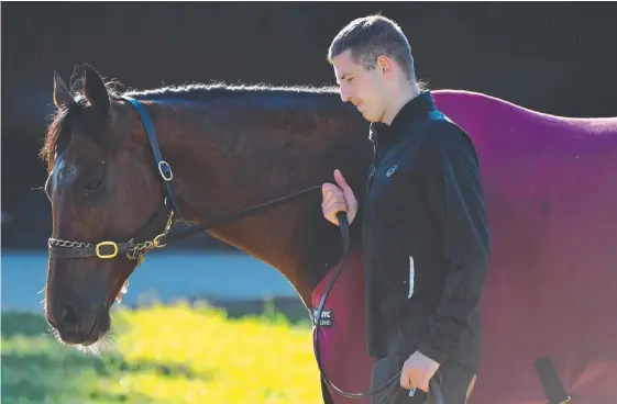  ?? Picture: GETTY IMAGES ?? Irish stayer Johannes Vermeer is walked after a trackwork session at Werribee racecourse.