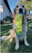  ?? | SUPPLIED ?? GUIDE dog Sid shows off the walkathon socks.