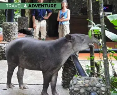  ??  ?? Tapirs are a popular Sarpiqui attraction