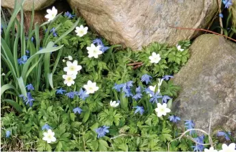  ?? Bild: INGER-LENA BENGTSSON ?? BLOMMOR SÅ KLART. Årets första vitsippor på Vitsippevä­gen i Skogstorp, inskickat av Ingerlena Bengtsson.