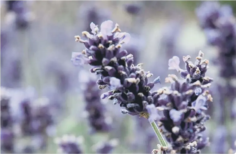  ??  ?? Fragrant lavender is a tough plant and once establishe­d only needs regular pruning