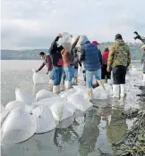  ?? ROSALÍA MALDONADO ?? Los apoyó Sanidad Acuícola