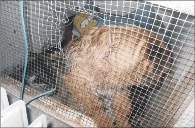  ??  ?? SQUALID STATE: Animals kept at the puppy farm at Swan Castle Farm, Shotton Colliery.