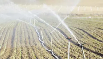  ?? CÓRDOBA ?? Un cultivo de regadío en la provincia de Córdoba, la que más agua almacena y menos superficie de riego tiene.