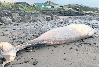  ?? Picture: Dr Andy Matthews. ?? The minke whale carcase that washed up on Lunan Bay beach.