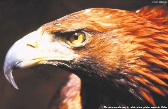  ?? STOCK PHOTOGRAPH ?? > Moves are under way to reintroduc­e golden eagles to Wales