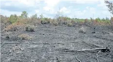  ?? SUPPLIED PHOTO ?? Trees and peat were destroyed during a fire at the Wainfleet Bog which lasted about three weeks.