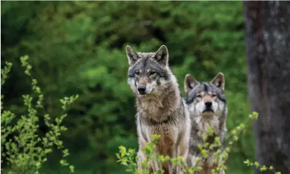  ?? Arterra Picture Library/Alamy ?? Wolves are protected under conservati­on laws, but their return is leading to conflicts with farming and hunting communitie­s. Photograph: