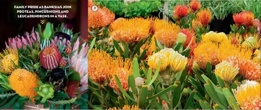  ??  ?? FAMILY PRIDE AS BANKSIAS JOIN PROTEAS, PINCUSHION­S AND LEUCADENDR­ONS IN A VASE. 3