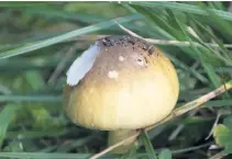  ?? Bild: Göteborgs botaniska trädgård ?? Lömsk flugsvamp står för 90 procent av dödsfallen i svampförgi­ftning, globalt.