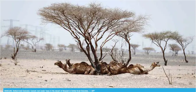  ??  ?? SHARJAH, United Arab Emirates: Camels rest under trees in the desert of Sharjah in United Arab Emirates. — AFP