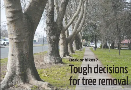  ?? BEA AHBECK/NEWS-SENTINEL ?? Trees at Lawrence Park along Lockeford Street in Lodi on Tuesday.