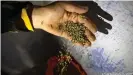  ??  ?? Hoffnung auf legalen Gewinn: Ein marokkanis­cher Farmer verpackt Cannabis-Samen
