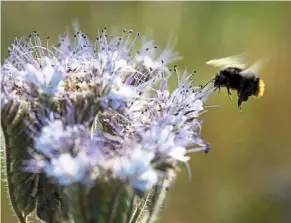  ?? ?? Habitat loss, toxins and climate change are just a few of the threats bees face. — dpa