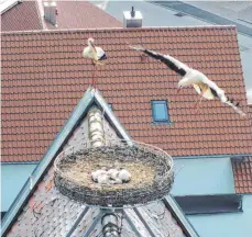  ?? FOTO: BLAUHUT ?? Im Tannhäuser Storchenho­rst geht es in diesem Jahr kuschelig zu. Vier Storchenkü­ken werden hier aufgezogen.