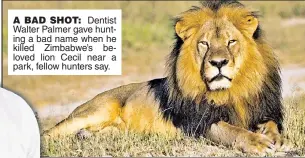  ??  ?? A BAD SHOT: Dentist Walter PaPalmer gave huntinging a bad name when he killed Zimbabwe’sZ belovedlov­ed liolion Cecil near a park, fellofello­w hunters say.