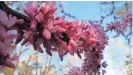  ?? FILE/AP ?? Redbud blooms spring to life about the time bees begin to emerge to forage for a new season of honey production. Winter and early spring are lean months for honeybees.