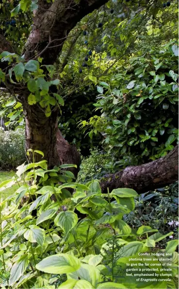  ??  ?? Conifer hedging and photinia trees are planted to give the far corner of the garden a protected, private feel, emphasised by clumps of Eragrostis curvula. ›