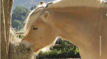  ??  ?? feeding hay off the ground is important in sandy areas to prevent sand colic.