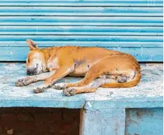 ?? Foto: Savvapanf Photo, Adobe Stock ?? In vielen Ländern gehören Straßenhun­de zum Stadtbild. Für Urlauber aus Deutsch land ist es of schwer, richtig mit ihnen umzugehen.