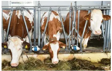  ?? In Bayern gibt es nach wie vor viele Landwirte, die ihre Kühe angebunden halten. Aber: Geht es den Tieren deswegen auch schlechter? Und ist ihre Milch deswegen weniger wert? ?? Archivfoto: Ulrich Wagner