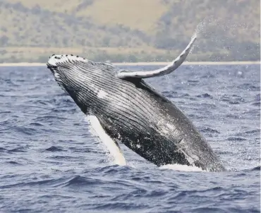  ??  ?? 0 There have been an increase in sightings of whales in the Firth of Forth