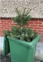  ??  ?? A Christmas tree awaiting collection in Haslemere Road, Windsor.