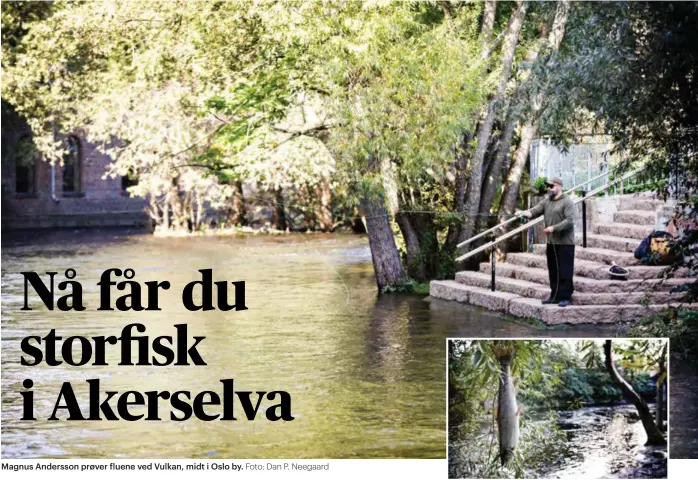  ?? Foto: Dan P. Neegaard ?? Magnus Andersson prøver fluene ved Vulkan, midt i Oslo by.
Laks på 3,2 kilo tatt på mark ved Grunerbrua i går.