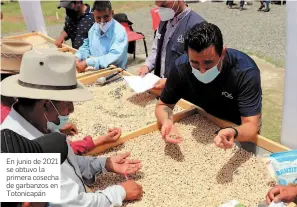  ?? FOTO Cortesía YUMMUS ?? En junio de 2021 se obtuvo la primera cosecha de garbanzos en Totonicapá­n