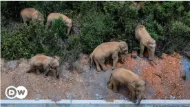  ??  ?? The herd of wild Asian elephants has traveled more than 800 miles (1300 km)