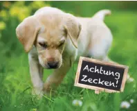  ?? Foto: DoraZett, Fotolia.com ?? Werden Tiere von einer Zecke gestochen, können sie sich genauso wie der Mensch mit verschiede­nen Krankheite­n infizieren.